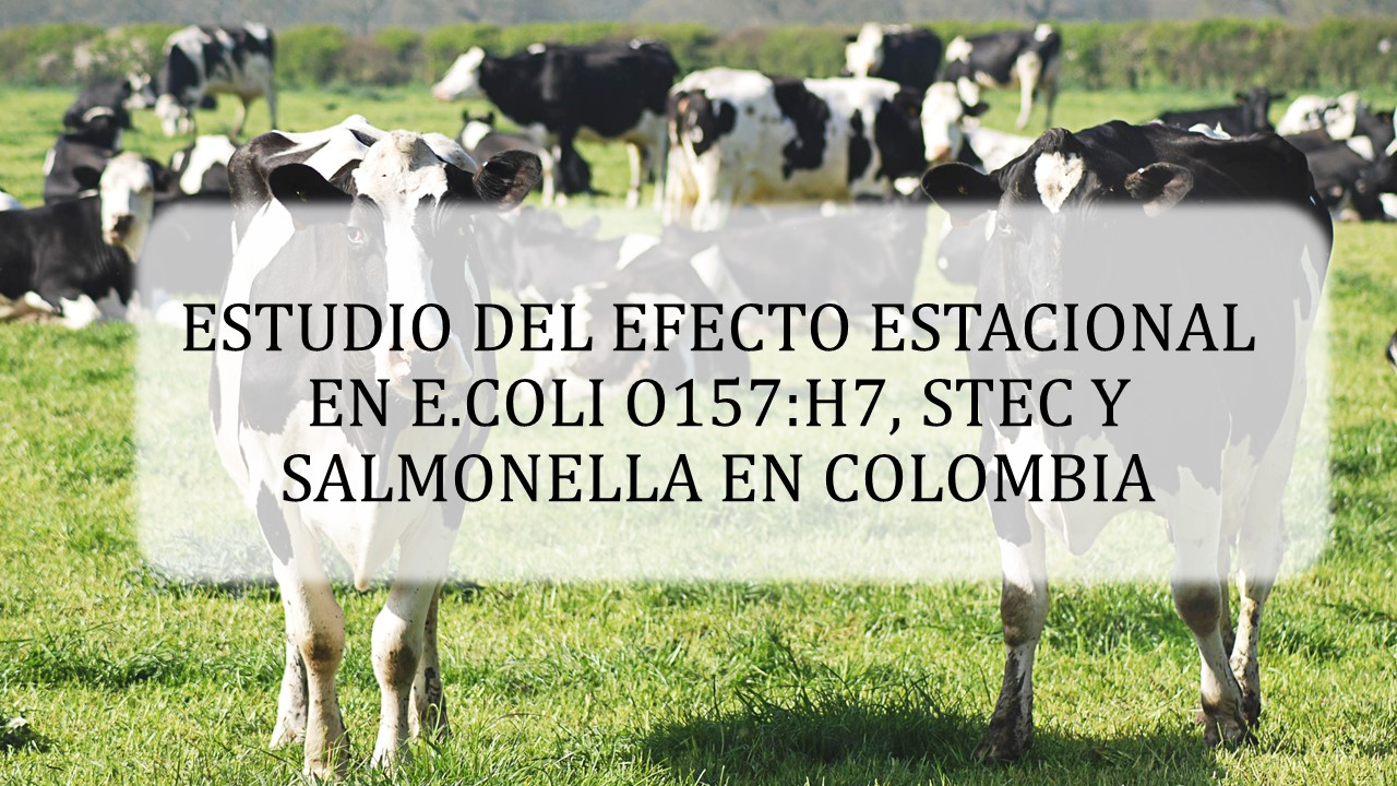 ESTUDIO DEL EFECTO ESTACIONAL EN  O157:H7, STEC NO O157 Y SALMONELLA  EN COLOMBIA - Miuras